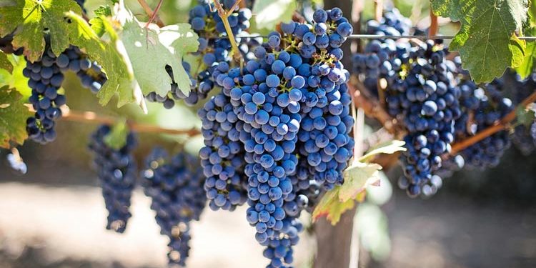 Growing Grapes - Care of Grape Vines