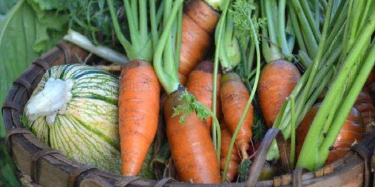Harvesting Cool Season Vegetables