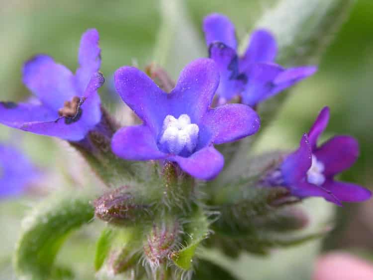 Growing Guide for Anchusa Plant - Professional Gardening Tips