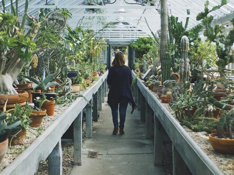 How to grow Cacti and Succulents