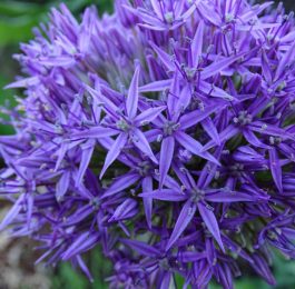 June Gardening To do list
