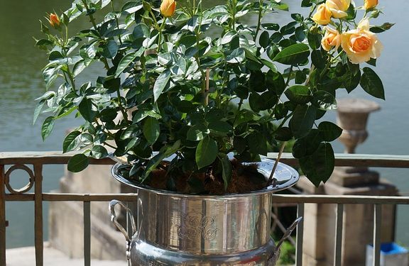Potted Shrub Roses for Instant Color
