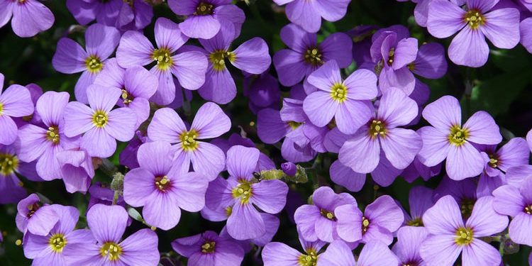 AUBRIETA THE PURPLE ROCK CRESS