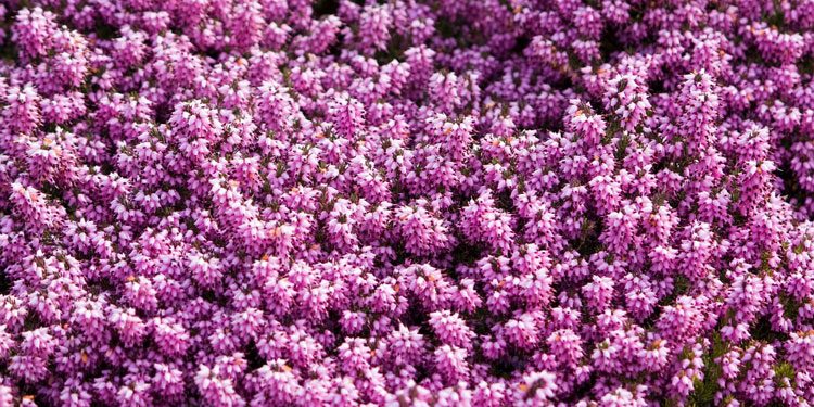 Calluna, Erica Heather shrubs