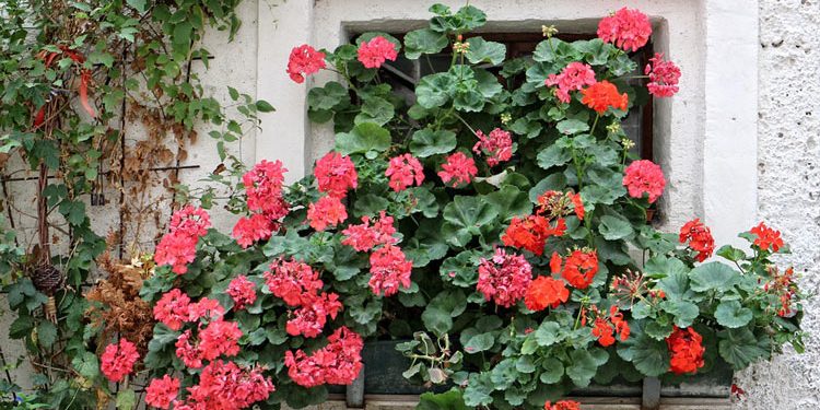 Grow and care for Geraniums (Pelargoniums)