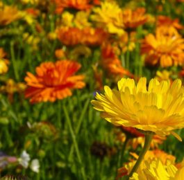 Growing and planting Marigolds: African and French Marigolds