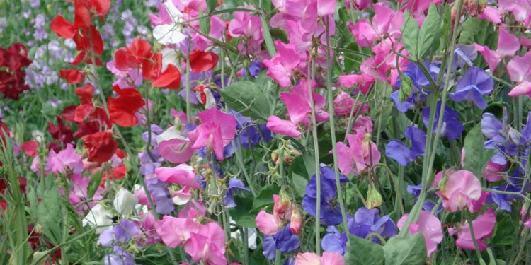 Growing Sweet Peas