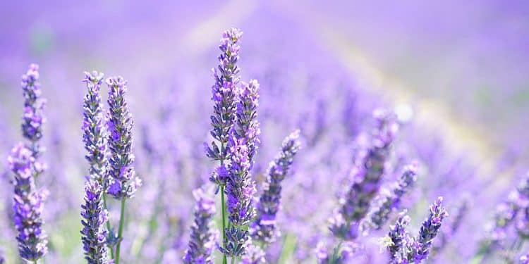 Herb Gardening - Harvest, Design, Storing Herbs