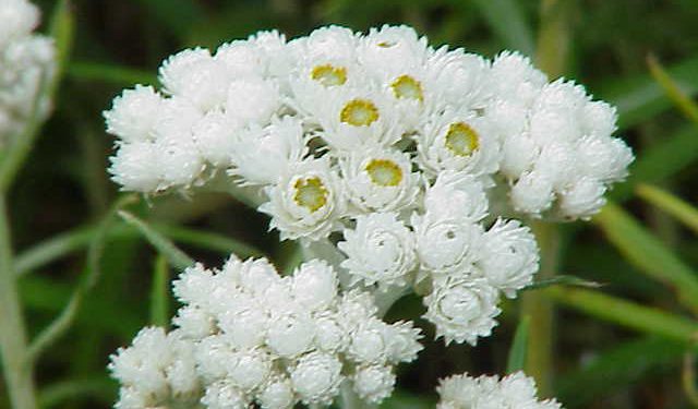 How to grow Anaphalis