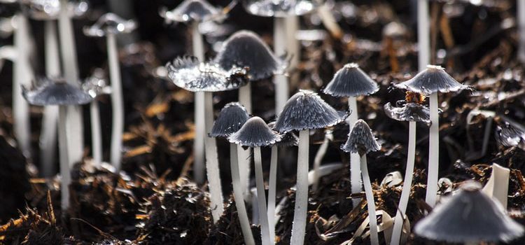 How to grow Mushrooms