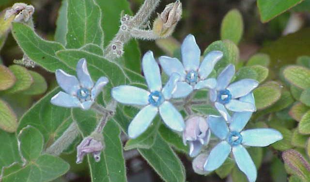 Oxypetalum caeruleum - A Good Blue Tender Perennial