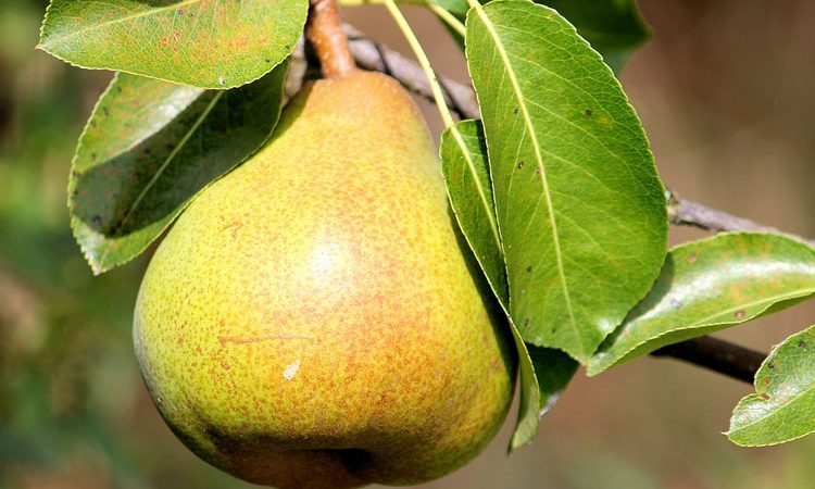 Pear tree care