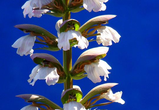 Plant information - Acanthus,  Bear's breech