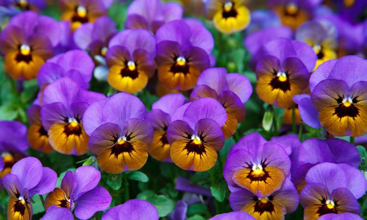 Viola – Perennial Plant, How to grow