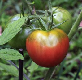 Heirloom Vegetables and Tomatoes