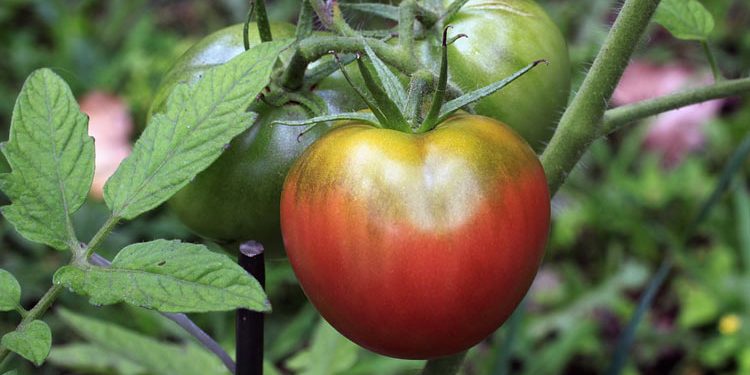 Heirloom Vegetables and Tomatoes