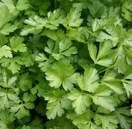 How to grow parsley plant from parsley seed
