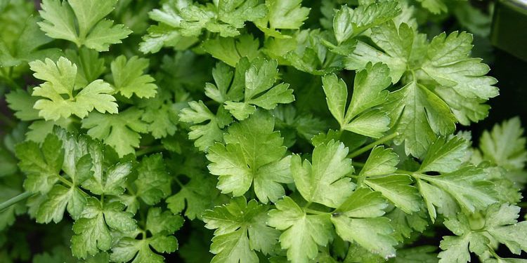 How to grow parsley plant from parsley seed