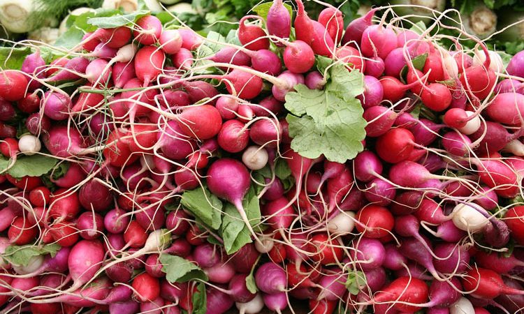 How to grow Radish from seed