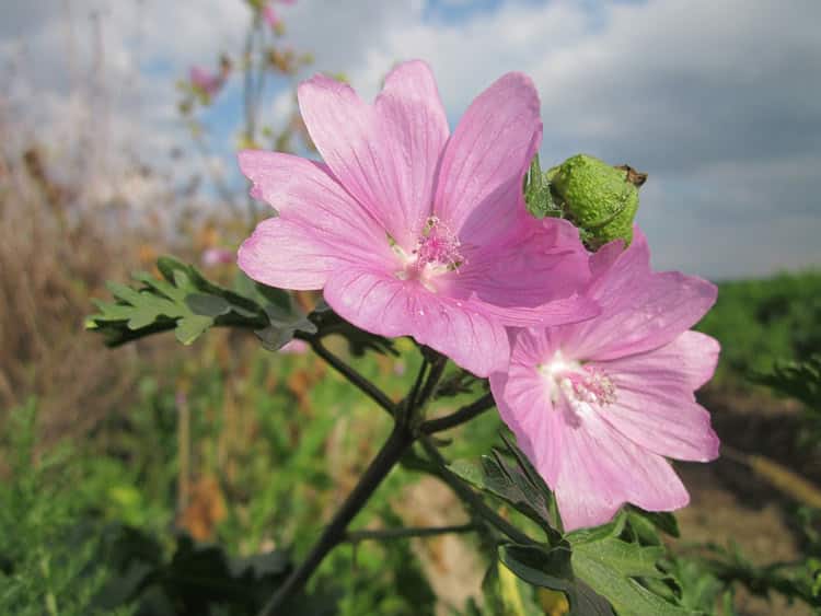 Malva Ranunculus Malva - Perennial Plant, How to grow - Professional Gardening Tips