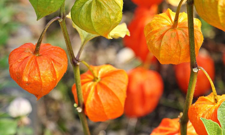 Physalis - Perennial Plant, How to grow