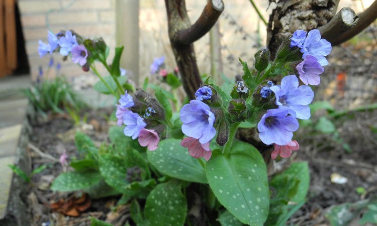 Pulmonaria - Perennial Plant, How to grow