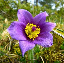 Pulsatilla - Perennial Plant, How to grow