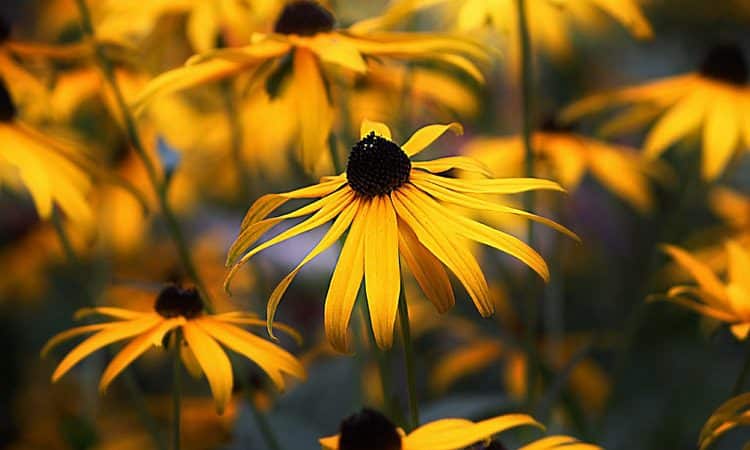 Rudbeckia blooms its golden glow early