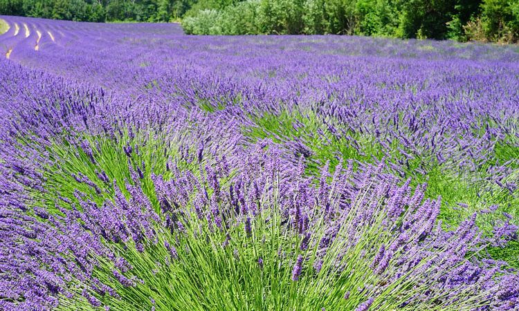 The pleasure of herbs should be in every garden