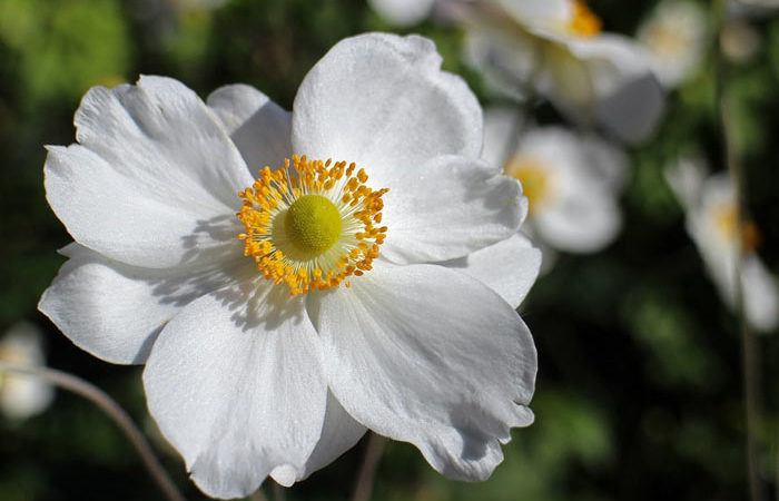 Anemone - Japanese Wind Flower, Perennials Guide to Planting Flowers
