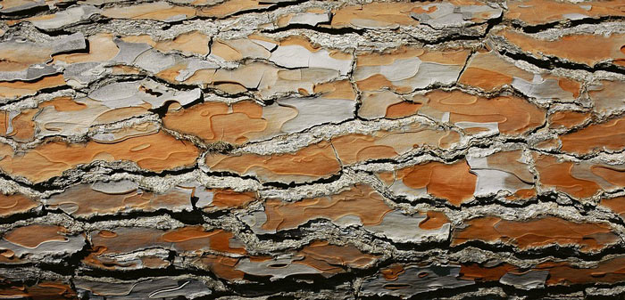 Attractive Bark - Winter Landscapes