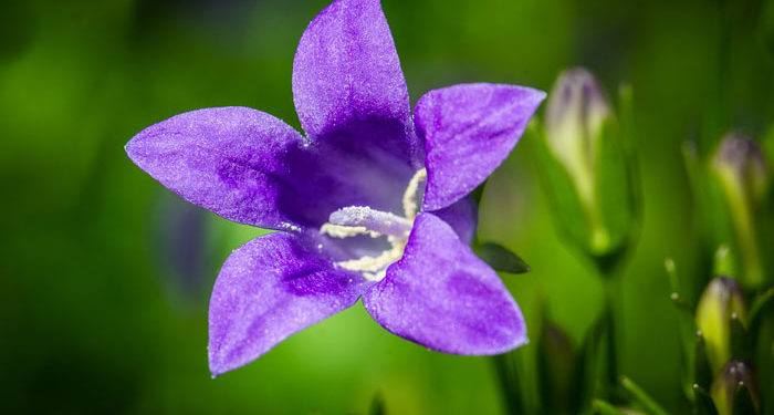 Campanula - Bellflower, Canterbury Bell, Harebell, Peach Bell, Bluebell, Perennials Guide to Planting Flowers