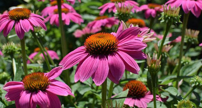 Echinacea - Purple Cone Flower, Perennials Guide to Planting Flowers
