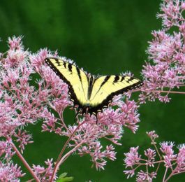 Eupatorium - White Snakeroot, Thoroughwort, Hemp Agrimony, Joe-Pye Weed, Perennials Guide to Planting Flowers