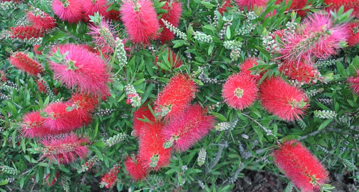 Growing and Care Bottle Brush Tree. Callistemon