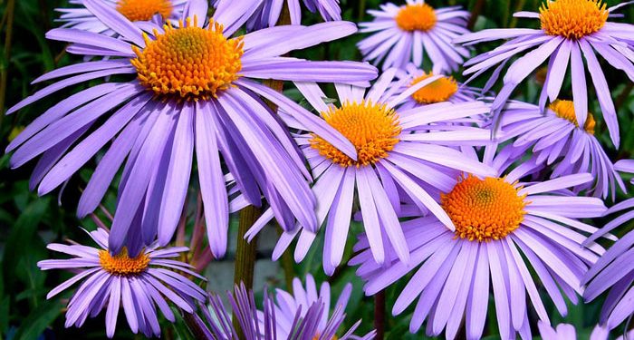 How to grow Aster