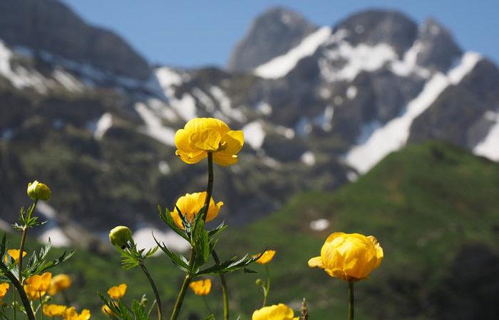 How to grow Trollius