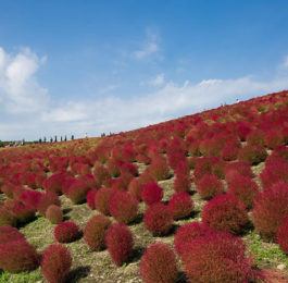 KOCHIA   - Summer cypress, Annual Flower Information