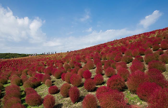 KOCHIA - Summer cypress, Annual Flower Information
