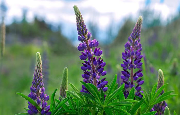 Lupine - Perennial Plant, How to grow