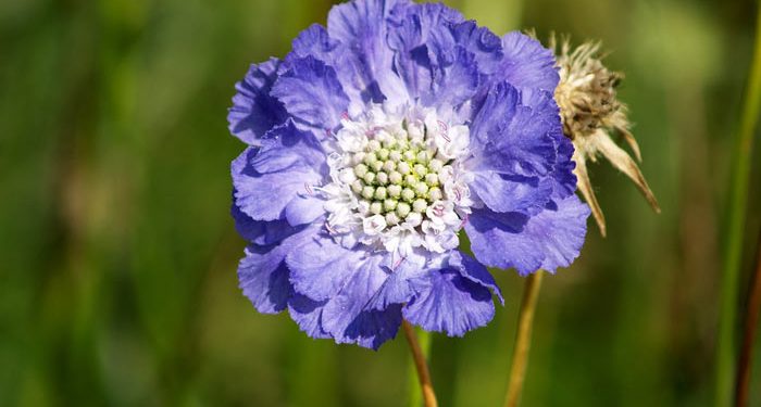 Scabiosa - Pincushion Flower, Perennials Guide to Planting Flowers