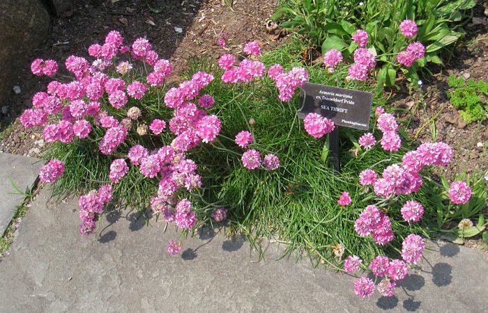 Armeria - Sea Pink, Thrift, Cliff Rose, Perennials Guide to Planting Flowers