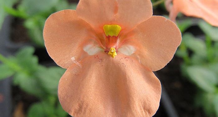 DIASCIA, Annual Flower Information