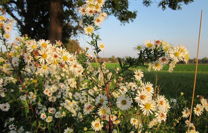 Erigeron - Fleabane, Perennials Guide to Planting Flowers