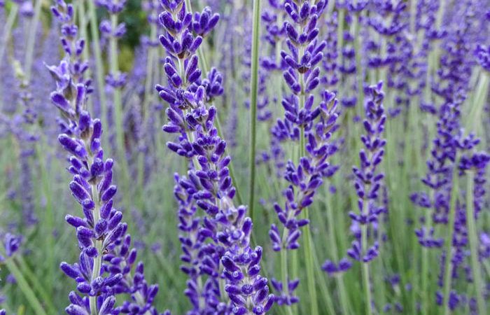 Lavandula - Lavender, Perennials Guide to Planting Flowers