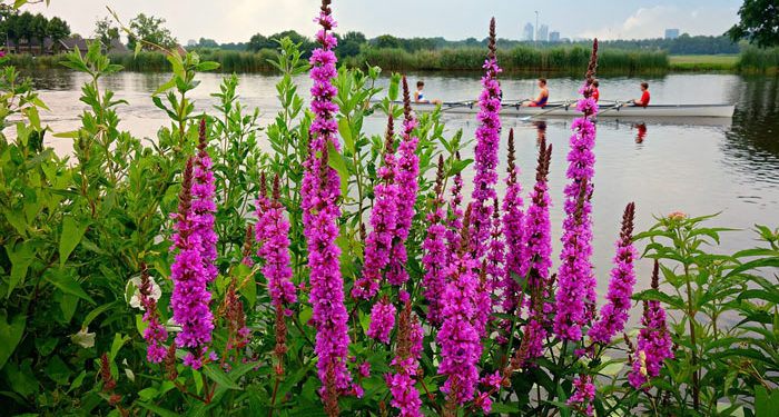 Lythrum - Purple Loosestrife, Perennials Guide to Planting Flowers