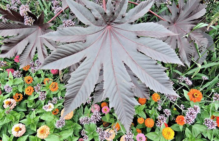 RICINUS Castor bean, Annual Flower Information