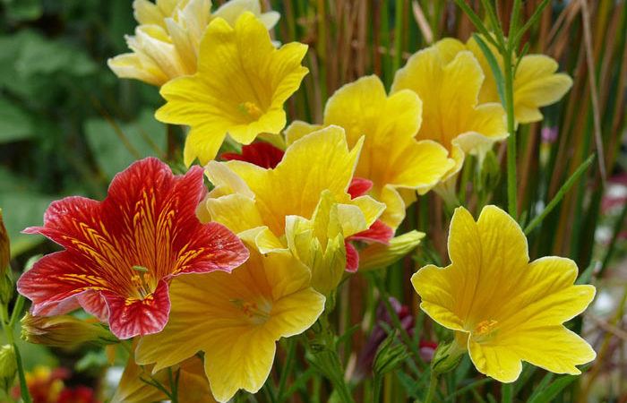 SALPIGLOSSIS Painted-tongue Scalloped Tube tongue, Annual Flower Information