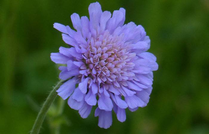 SCABIOSA - Pineushion flower - Mourning-bride, Annual Flower Information