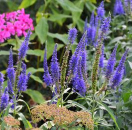 Veronica - Speedwell, Perennials Guide to Planting Flowers